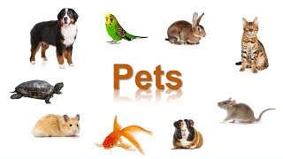 Домашние животные поанглийски Pets  English Vocabulary Flashcards [upl. by O'Reilly337]