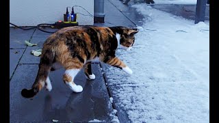 Cat walks in snow for the first time  wait for first steps [upl. by Badger230]