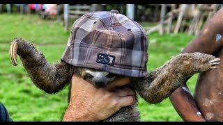 Sloths  Never Give your hat to a sloth Amazon Rain Forest [upl. by Ojyram224]