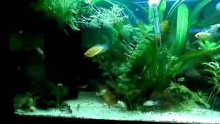 Corydoras Panda vifs et nageurs [upl. by Allekram]