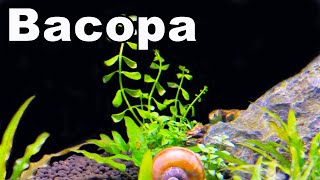 10 Reasons You NEED Bacopa For Your Planted Aquarium [upl. by Mallen]