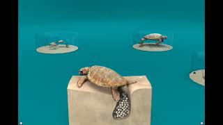 The Dark Past of Loggerhead Sea Turtles [upl. by Adlei750]