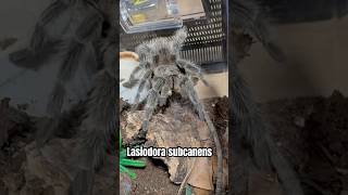 Lasiodora subcanens tarantula tarantulas tarantulakeeper lasiodora lasiodorasubcanens [upl. by Zenas]