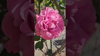 Scented big rose bloom shortfeed flowersbloom rose rosebloom hallsgap victoria australia [upl. by Dercy]