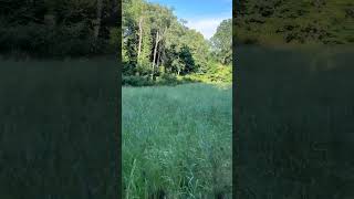 Switchgrass planting in between plots July 30th 2024 [upl. by Ylevol]