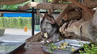 An eating Grizzled grey tree kangaroo [upl. by Votaw938]