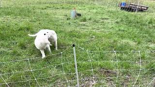 Spring lambing season is here 4 sets of triplets so far [upl. by Irahk354]