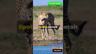 SPOTTING CHEETAH at Tarangire National Park ytshorts shorts [upl. by Nylaroc494]