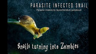 Snails turning into Zombies  Parasite Infected Snail  Leucochlrodium paradoxum parasite invasion [upl. by Yeleak]