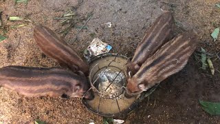 Feeding Black Duck  365 Days Of Relaxtion  Cafe TV [upl. by Ahsratan]