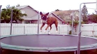 Dogs Who Love Trampolines [upl. by Ariada]