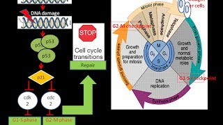 p53 and Cell cycle arrest Cancer Biology  Oncology biologyexams4u [upl. by Garey]