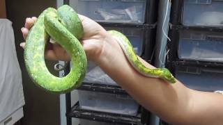 Chondropython Morelia viridis the Green Tree Python and the Deadly Tarantula Girl [upl. by Richma]