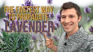 The Quickest Way to Propagate Lavender Stop Wasting Your VALUABLE TIME [upl. by Sudhir690]