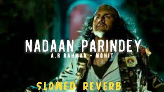 NADAAN PARINDEY  ARRahman  SlowedReverb [upl. by Cuyler]