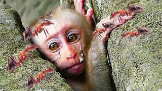 My gosh Whats happened baby monkey Whole actions video Mix Video monkeys [upl. by Atenik]