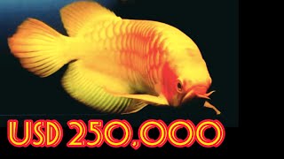 Best Top 10 Most Expensive Arowana Fish in the World  Super Rare Arowana Fish [upl. by Aset]