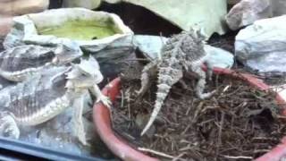 Horned Lizards Feeding [upl. by Elleinnod]