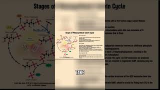 Unlocking the Secrets of the Calvin Cycle [upl. by Rosetta]