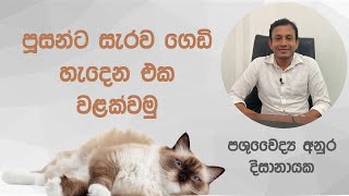 පූසන්ට සැරව ගෙඩි හැදෙන එක වළක්වමු Preventing cat abscesses Dr Anura Dissanayaka cat dog [upl. by Kenti190]