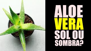 ALOE VERA GOSTA DE SOL OU SOMBRA [upl. by Sajovich242]