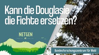 Kann die Douglasie die Fichte ersetzen [upl. by Olney963]