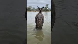 KANGAROO🦘 attacks DOG 🐕 😱 dog kangaroo dogsavekangaroo funnyvideos [upl. by Keith]