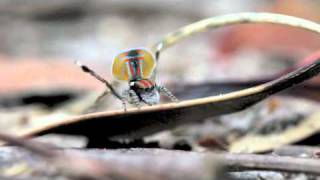 Peacock Spider 1 Maratus volans [upl. by Elleniad]