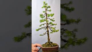 The Development of a Bonsai tree  Picea Spruce Glauca bonsai bonsaitree japan garden [upl. by Eihcra]