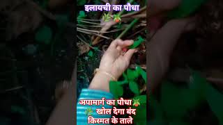 Band kismat khole apamarg🌿 nature plant gardening shortvideo short youtubeshorts ytshorts🙃🪴🌿 [upl. by Hobbs]