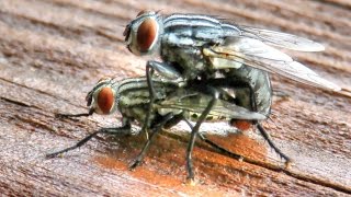 Flesh Flies Mating [upl. by Wachter]