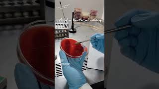 Catalase Test Slide Method microbiology biochemical [upl. by Rojas]