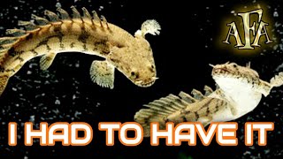 🦖🐠 ADDING BICHIR FISH TO MY 75 GALLON RARE CICHLID TANK [upl. by Stortz]