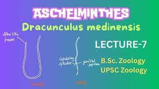 Dracunculus medinensis  Parasitic Aschelminthes  Nematodes  Zoology  Full Notes in description [upl. by Onaicram]