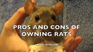 Pros and Cons of Fancy Rats as Pets  Audio version [upl. by Checani]