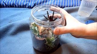 Rehouse Video Avicularia amazonica quotKylaquot 425quot [upl. by Landon]