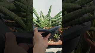 Sansevieria Cylindrica Boncel Mother plant and leaf propagation update plantpropagation [upl. by Ev289]