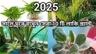 ২০২৫ সালে ঘরে রাখুন এই ১০ টি গাছ ভাগ্যচক্র খুলে যাবে ।।Indoor Plants  Lucky plant  gardening tips [upl. by Rea]