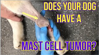 Does Your Dog Have A Mast Cell Tumor Heres What You Need To Know  VLOG 128 [upl. by Eilrak]