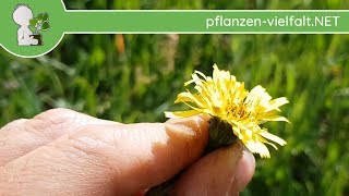 Gew Ferkelkraut  Ganze Pflanze  070518 Hypochaeris radicata  essbare Wildpflanzen Bestimmung [upl. by Welcome206]