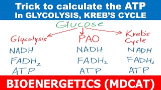 TRICK  CALCULATE NET ATPs  BIOENERGETICS  UHS MDCAT  UHS BIOLOGY [upl. by Yengac726]