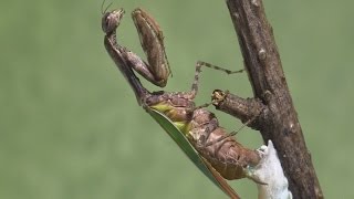 Acromantis japonica lays ootheca [upl. by Frohne]