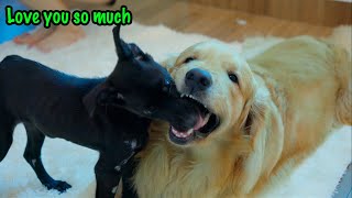 How My Golden Retriever Became Best Friends with a Terrified Rescue Puppy [upl. by Maurie603]