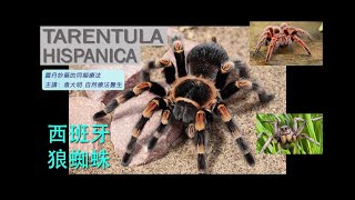 《靈丹妙藥的同類療法》 EP260  西班牙狼蛛 Tarentula Hispanica [upl. by Sue945]