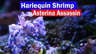 Harlequin Shrimp Asterina Starfish Eating Reef Tank Assassin Control those little white starfish [upl. by Aisinoid369]