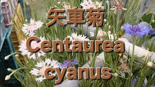 矢車菊 Centaurea cyanus [upl. by Nath]