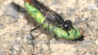 ジガバチの生活史 Natural history of Ammophila sabulosa nipponica [upl. by Meeker]