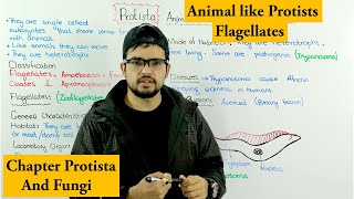 Animal Like Protists Protozoa  Flagellates  Chapter Protista and Fungi [upl. by Aratak]