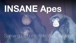 🐒 Funny amp Very noisy apes  Siamang Gibbons Fota IRELAND [upl. by Alysoun]