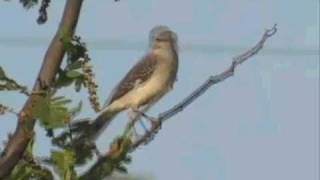 Barcley James Harvest  Mockingbird [upl. by Cartwright622]